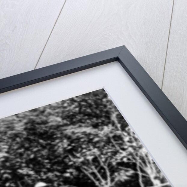 Drying cocoa, Trinidad by Anonymous