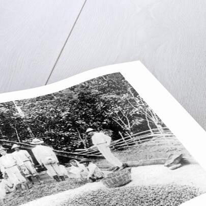 Drying cocoa, Trinidad by Anonymous