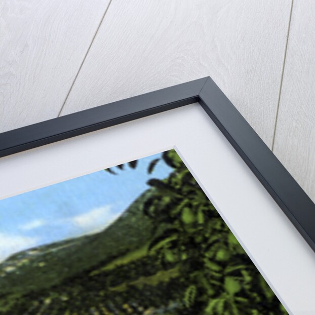 Avocado groves, San Diego, California, USA by Anonymous