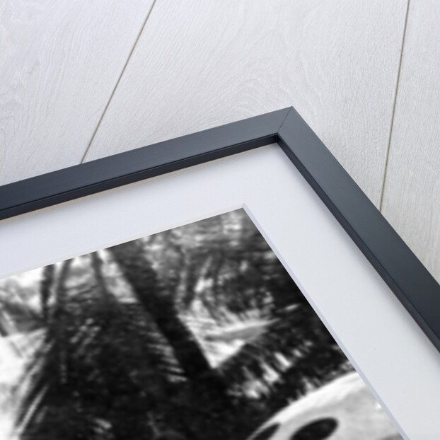 The Royal Victoria Hotel, Nassau, Bahamas by Anonymous