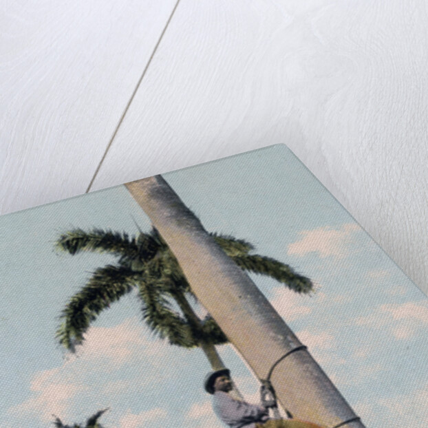 A man climbing a palm tree, Cuba by Anonymous