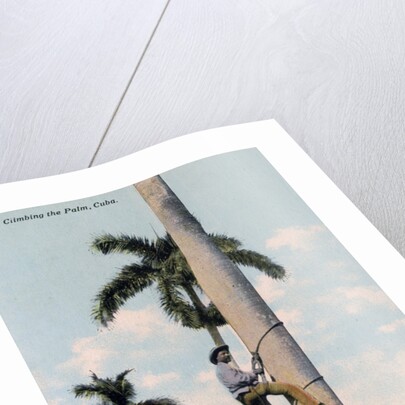 A man climbing a palm tree, Cuba by Anonymous