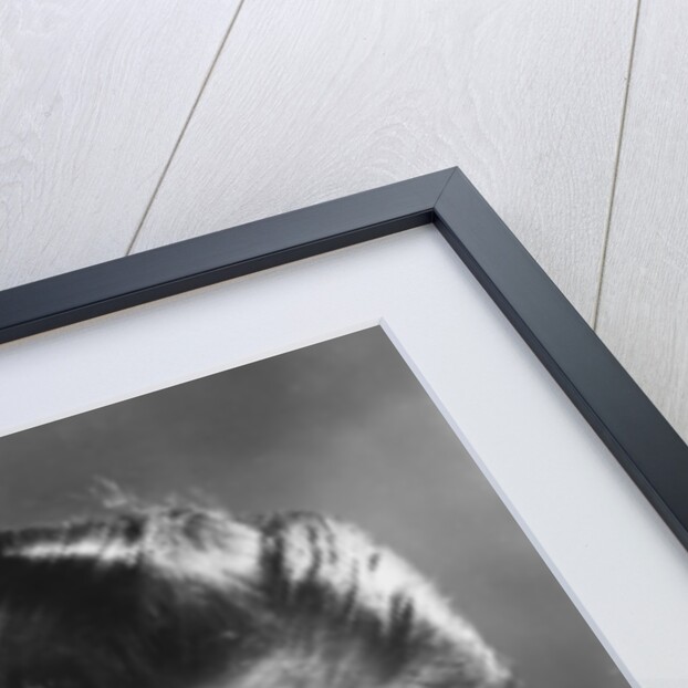 Dirk Bogarde (1921-1999), English actor by Anonymous