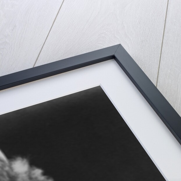 Ginger Rogers (1911-1995), American actress, dancer and singer by Anonymous