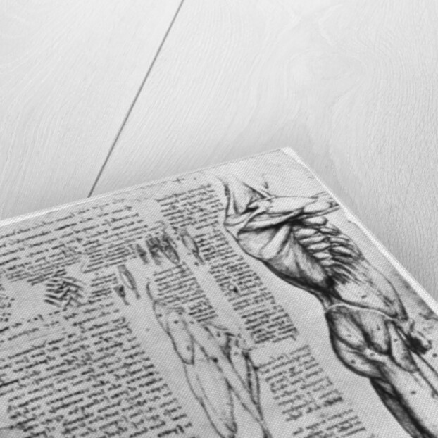Muscle studies by Leonardo Da Vinci