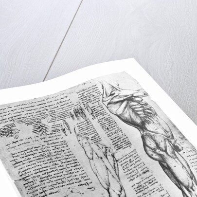 Muscle studies by Leonardo Da Vinci