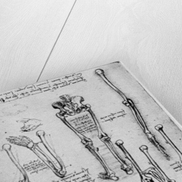 Study of human bones by Leonardo Da Vinci