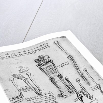 Study of human bones by Leonardo Da Vinci