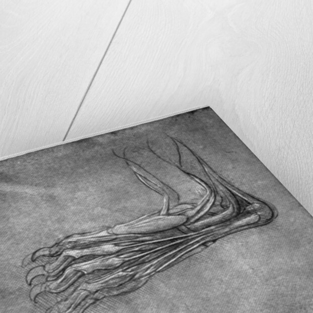 Muscles and sinews in a foot, possibly of a hare by Leonardo Da Vinci