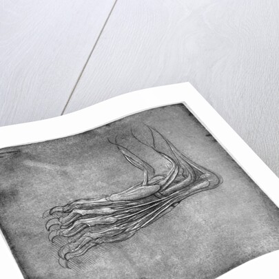 Muscles and sinews in a foot, possibly of a hare by Leonardo Da Vinci