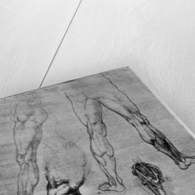 Studies in comparative anatomy by Leonardo Da Vinci