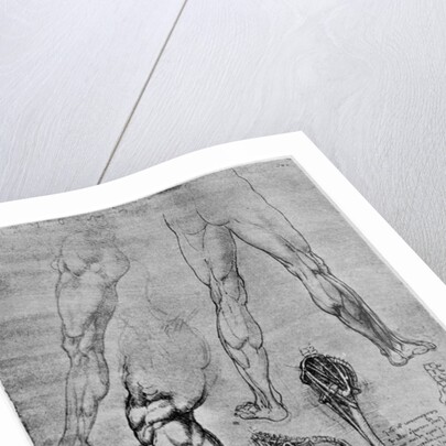 Studies in comparative anatomy by Leonardo Da Vinci