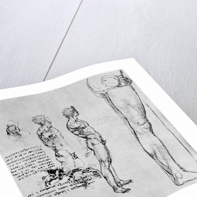 Nude studies for 'The Battle of Anghiari' by Leonardo Da Vinci