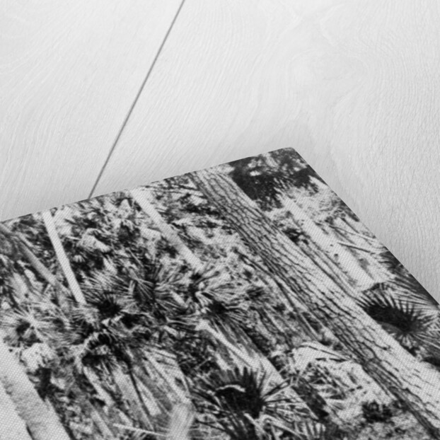 In the jungle, India by Anonymous