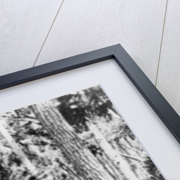 In the jungle, India by Anonymous