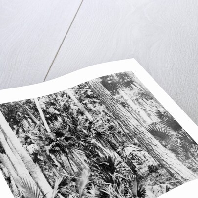 In the jungle, India by Anonymous