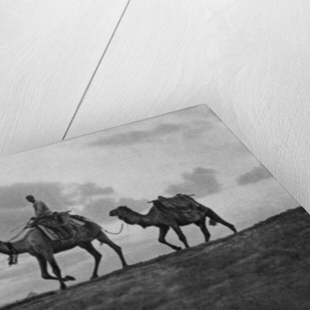 Camels in the desert outside Cairo, Egypt by Anonymous