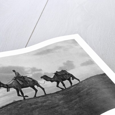 Camels in the desert outside Cairo, Egypt by Anonymous