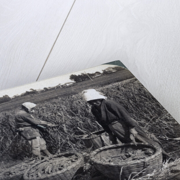 Peasants cutting millet, near Yokohama, Japan by Underwood & Underwood