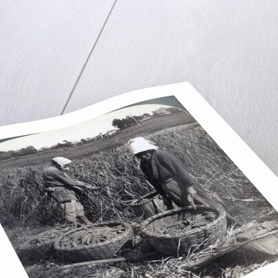 Peasants cutting millet, near Yokohama, Japan by Underwood & Underwood
