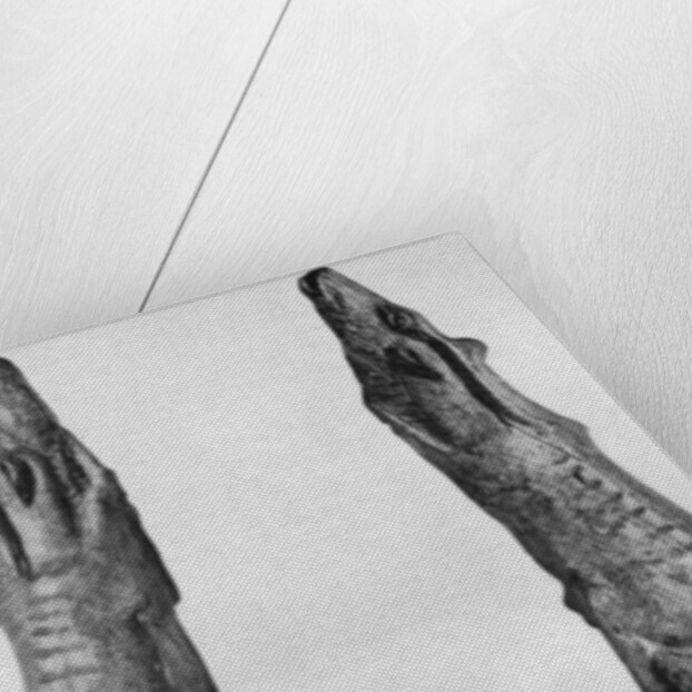 Point of mammoth tusk carved with reindeer, from Montastruc, Bruniquel, France by Anonymous