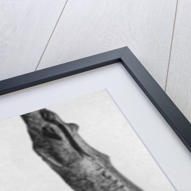 Point of mammoth tusk carved with reindeer, from Montastruc, Bruniquel, France by Anonymous