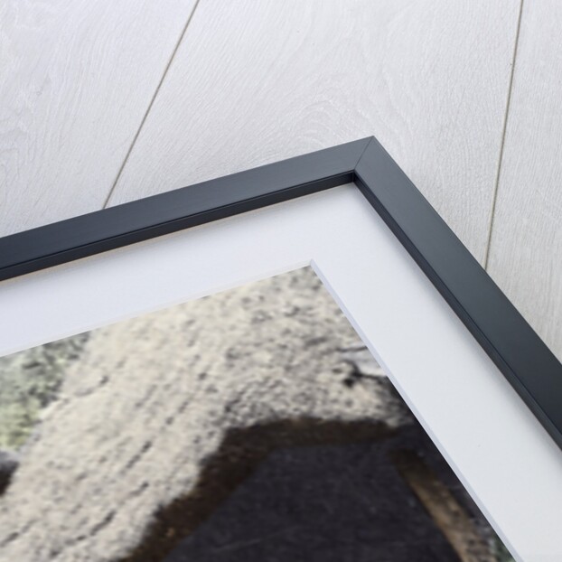 Peasant housing, Japan by Anonymous