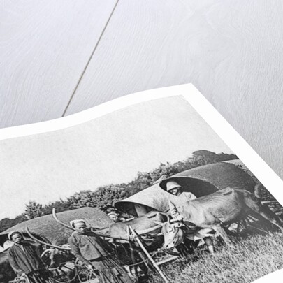 Ox carts, Cochin China, Vietnam by Anonymous