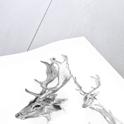 Stags' heads by Henry Moore