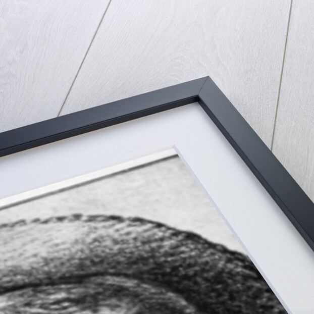 Study of a male head by Esaias van de Velde