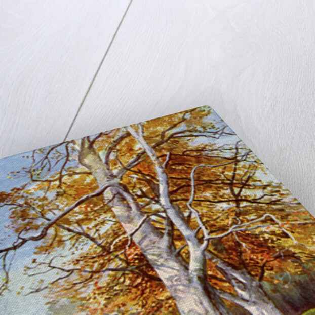 Beech Tree, Autumn by Anonymous
