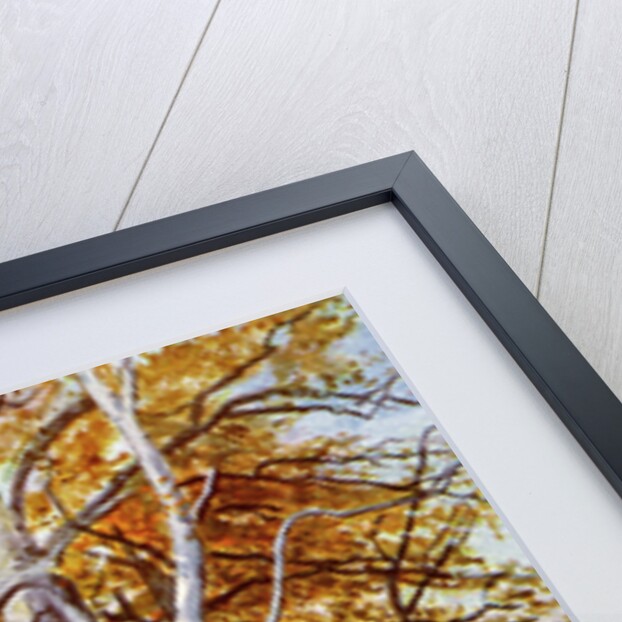 Beech Tree, Autumn by Anonymous