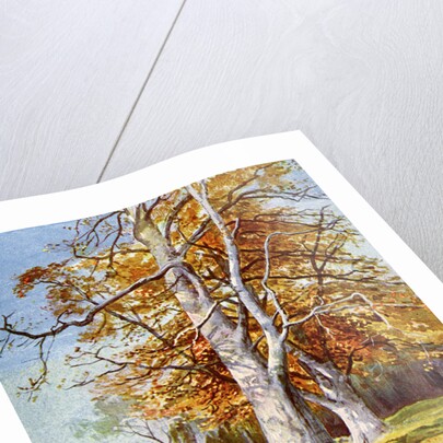 Beech Tree, Autumn by Anonymous