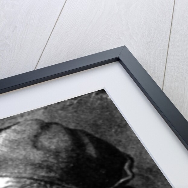 Study of an Old Man by Anonymous