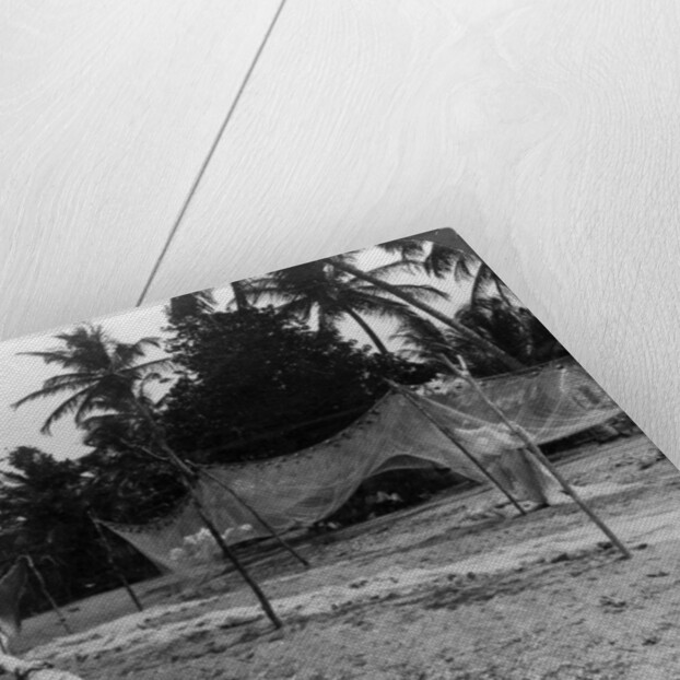 Fishermen drying their nets on the beach, Basseterre, St Christopher, West Indies by HC White