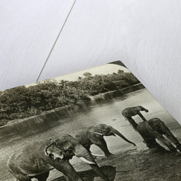 Elephants, Sri Lanka (Ceylon) by Underwood & Underwood