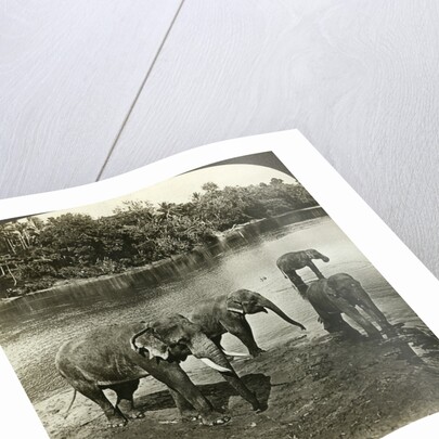 Elephants, Sri Lanka (Ceylon) by Underwood & Underwood