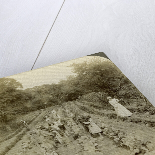 Children working in a vegetable garden, Salvation Army Home, Spring Valley, New York, USA by Underwood & Underwood