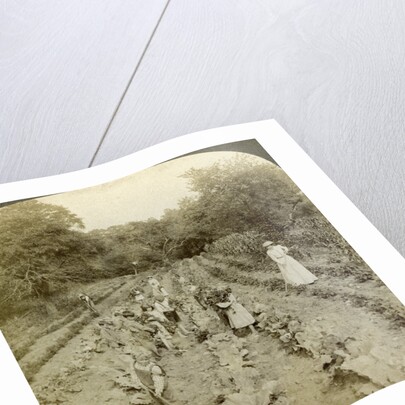 Children working in a vegetable garden, Salvation Army Home, Spring Valley, New York, USA by Underwood & Underwood
