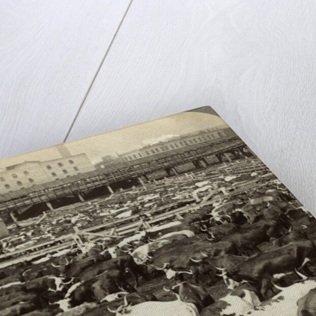 Cattle, Great Union Stock Yards, Chicago, Illinois, USA by Underwood & Underwood