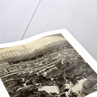 Cattle, Great Union Stock Yards, Chicago, Illinois, USA by Underwood & Underwood