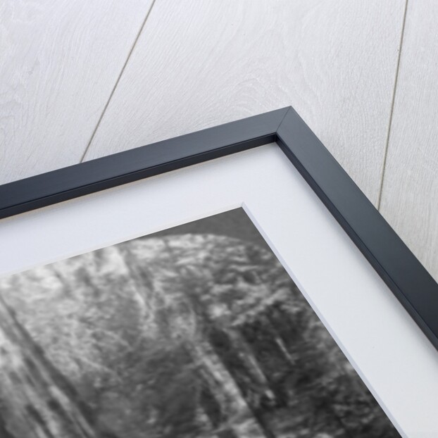 Cavalry passing through the great tree 'California', California, USA by Underwood & Underwood