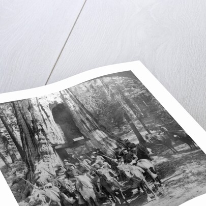 Cavalry passing through the great tree 'California', California, USA by Underwood & Underwood