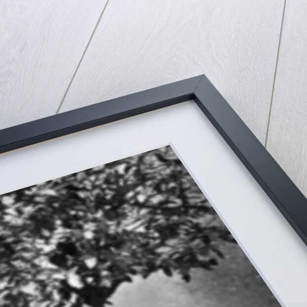 Henri de Toulouse-Lautrec, French Post-Impressionist painter by Anonymous