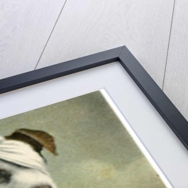 Dog in bandages by Anonymous