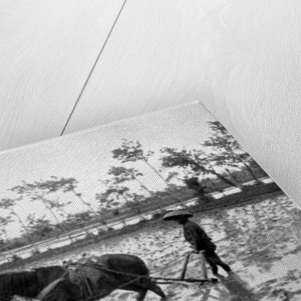 Raking a rice field, Japan by Anonymous