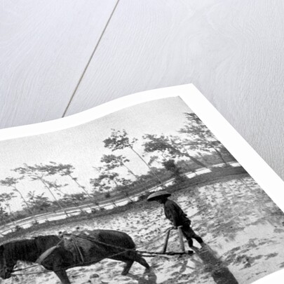 Raking a rice field, Japan by Anonymous