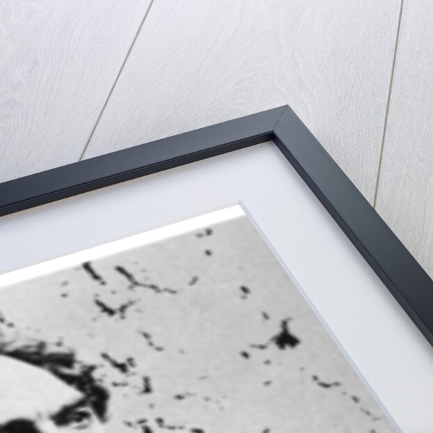 Phineas Taylor Barnum, American showman by Anonymous