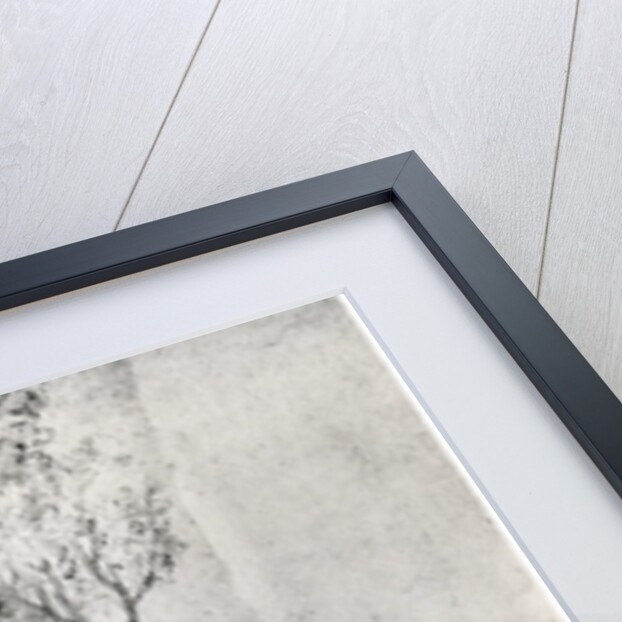 A Path Bordered by Trees by Anonymous