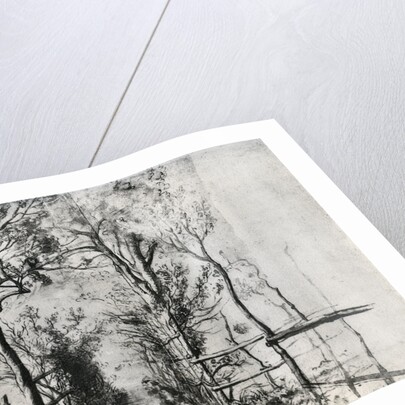 A Path Bordered by Trees by Anonymous